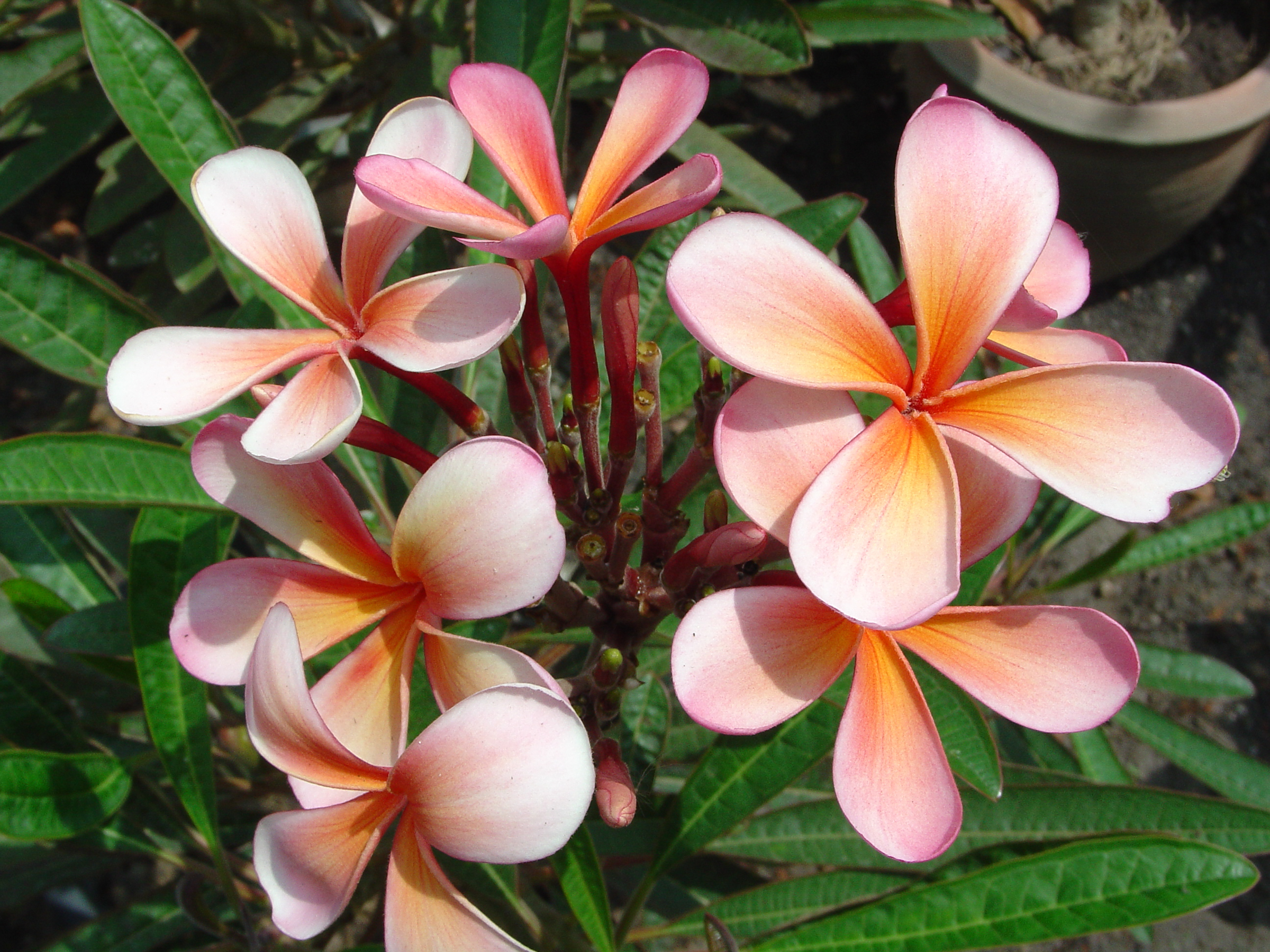 Dwarf Orange plumeria photo