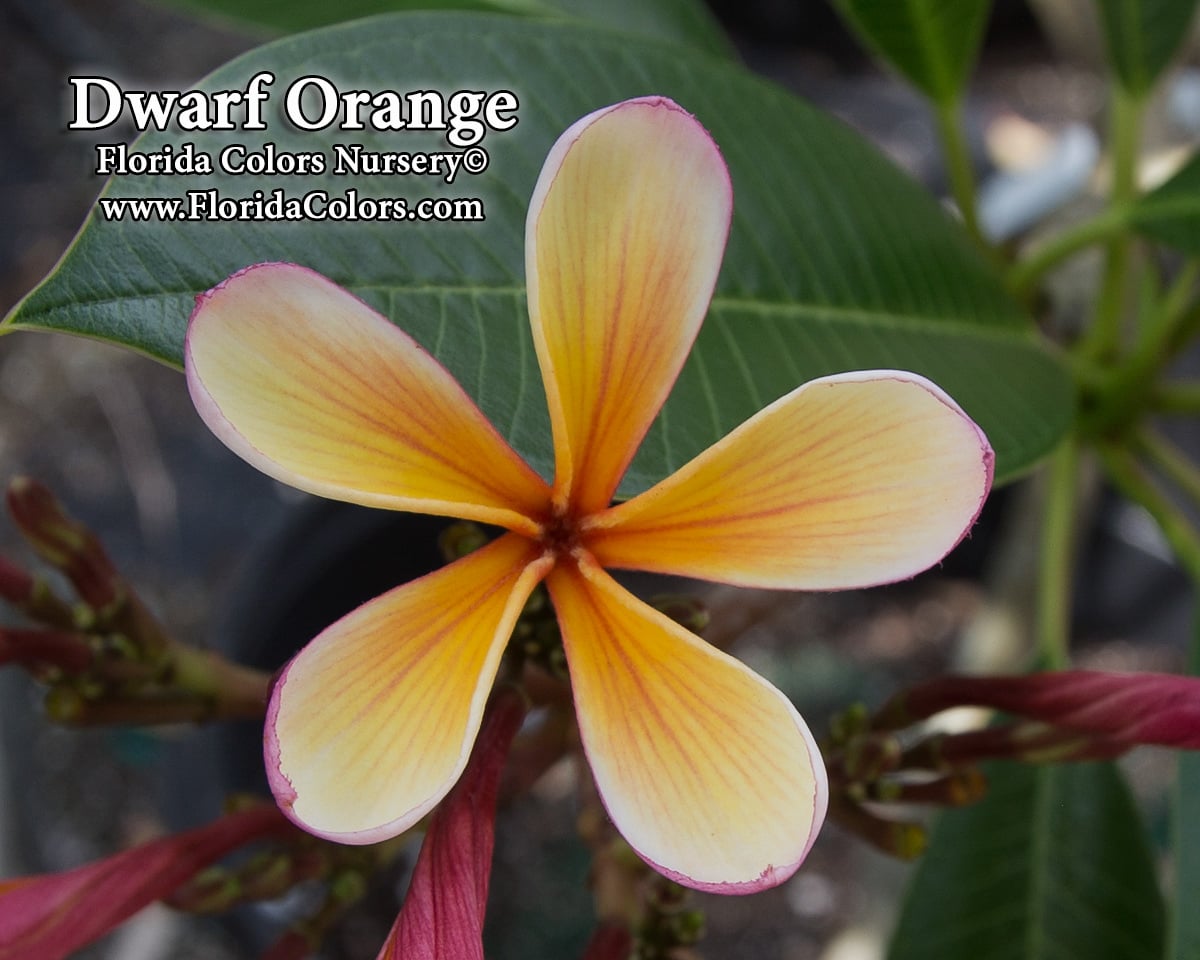 Dwarf Orange plumeria photo