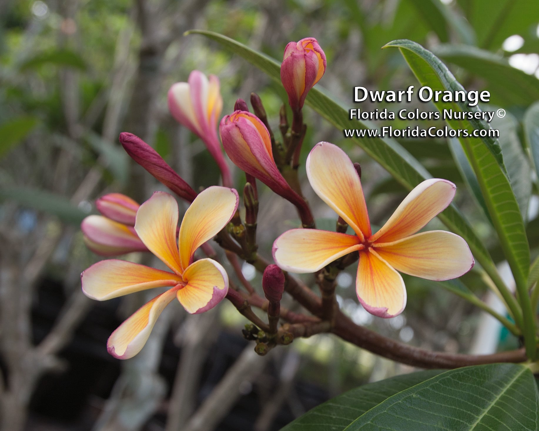 Dwarf Orange plumeria photo