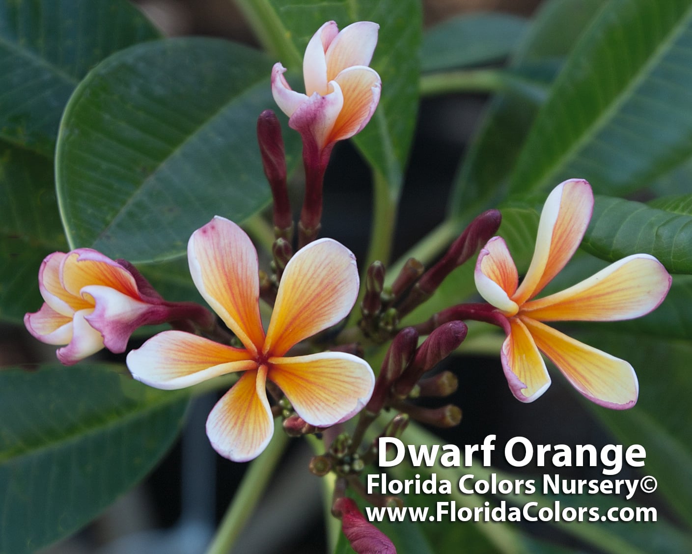 Dwarf Orange plumeria photo