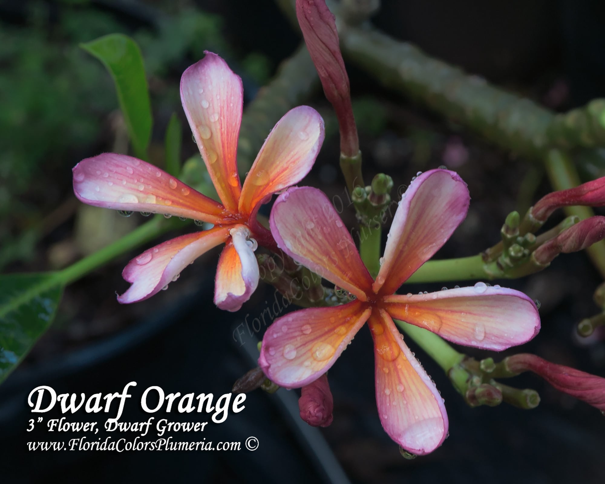 Dwarf Orange plumeria photo