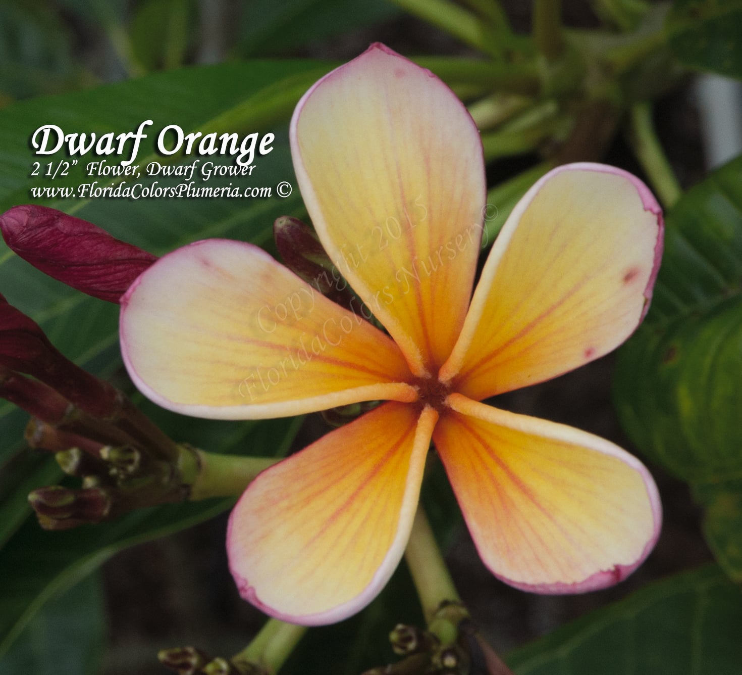 Dwarf Orange plumeria photo