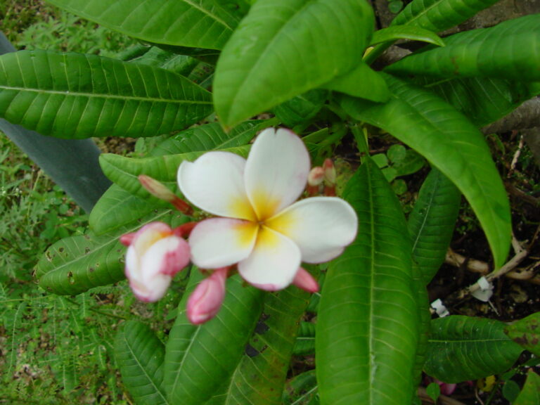 Dwarf Pink plumeria photo