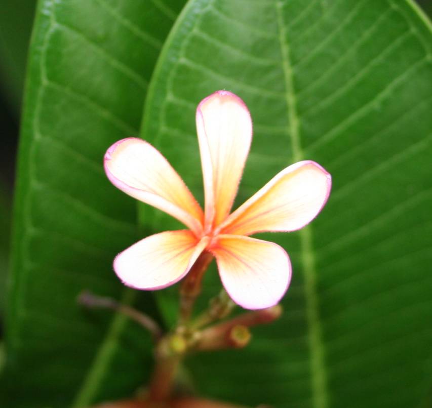Dwarf Orange plumeria photo