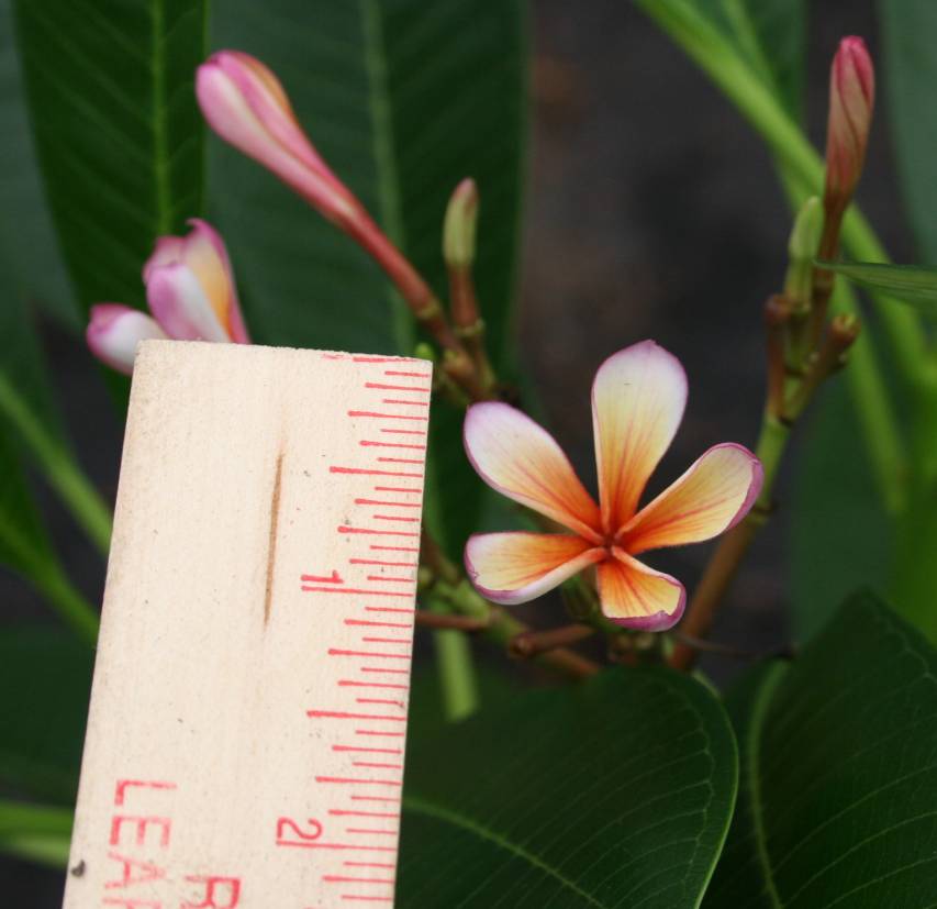Dwarf Orange plumeria photo