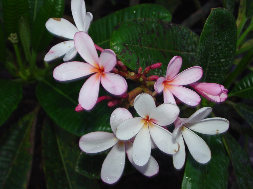 Dwarf Singapore Pink plumeria photo