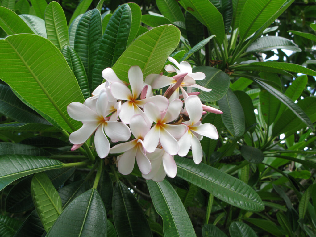 Dwarf Singapore Pink plumeria photo