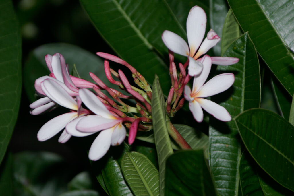 Dwarf Singapore Pink plumeria photo