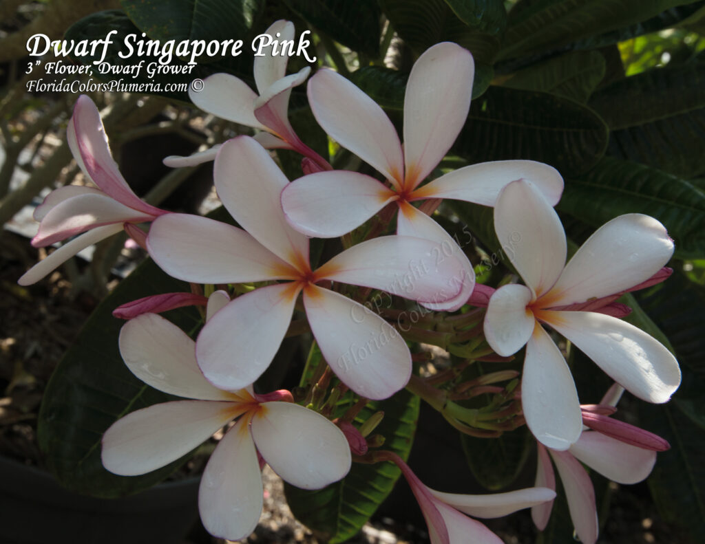 Dwarf Singapore Pink plumeria photo