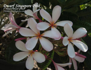 Dwarf Singapore Pink plumeria photo