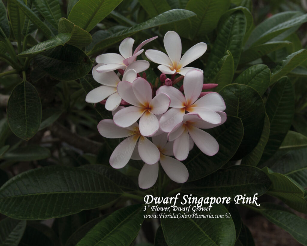 Dwarf Singapore Pink plumeria photo