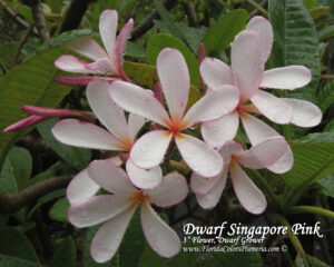Dwarf Singapore Pink plumeria photo