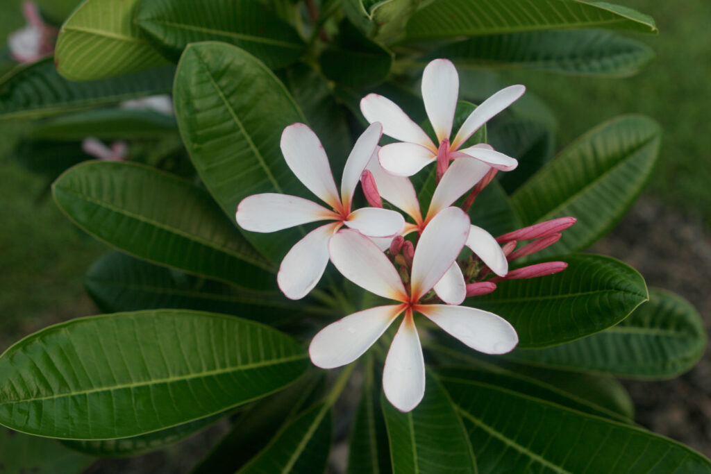 Dwarf Singapore Pink plumeria photo