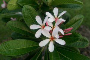 Dwarf Singapore Pink plumeria photo