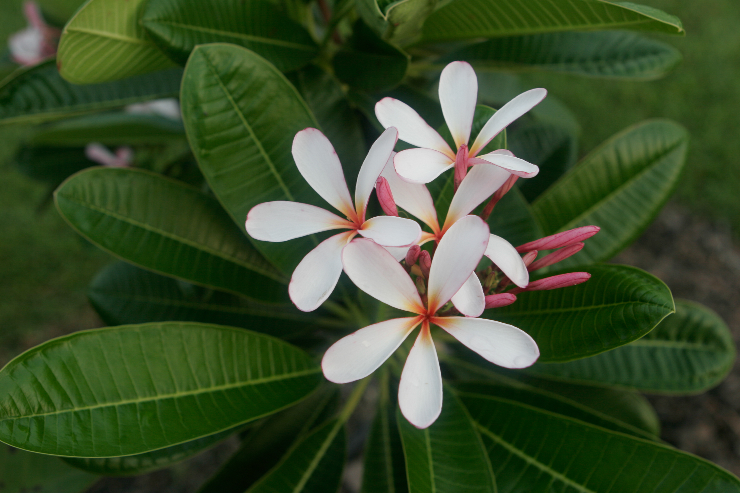 Dwarf Singapore Pink plumeria photo