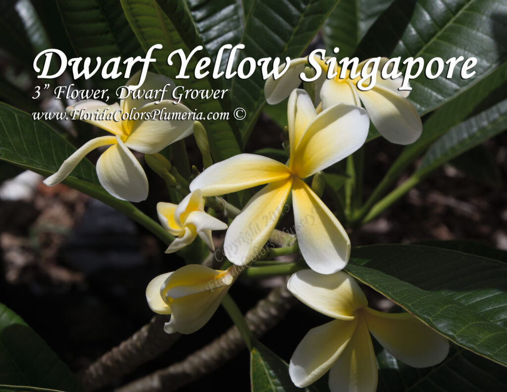 Singapore Yellow plumeria photo