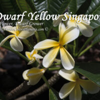 Mele pa Bowman photo preview