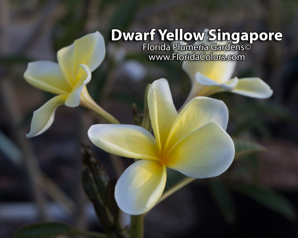 Singapore Yellow plumeria photo