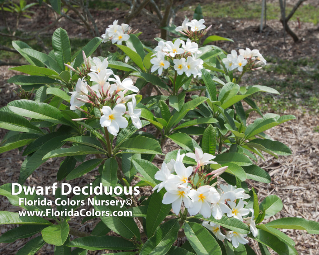 Dwarf Deciduous plumeria photo
