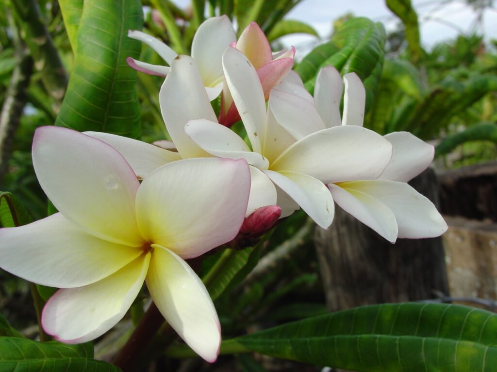 Edi Moragne plumeria photo