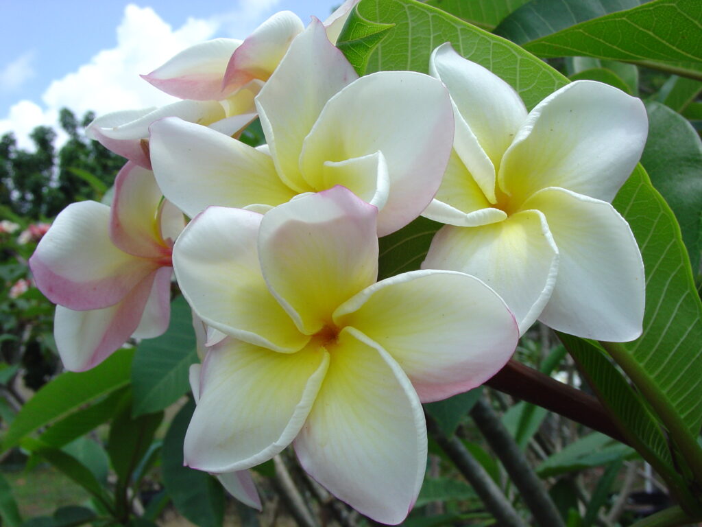 Red Moragne plumeria photo