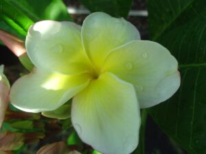 Edi Moragne plumeria photo