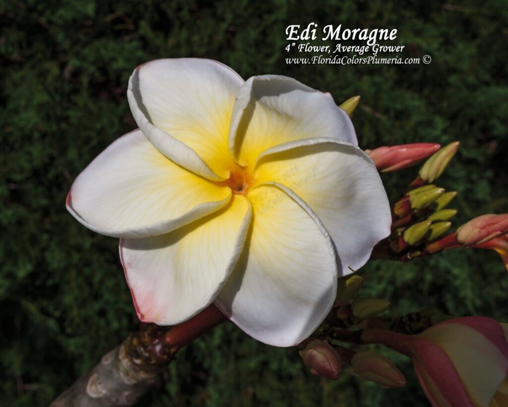 Edi Moragne plumeria photo
