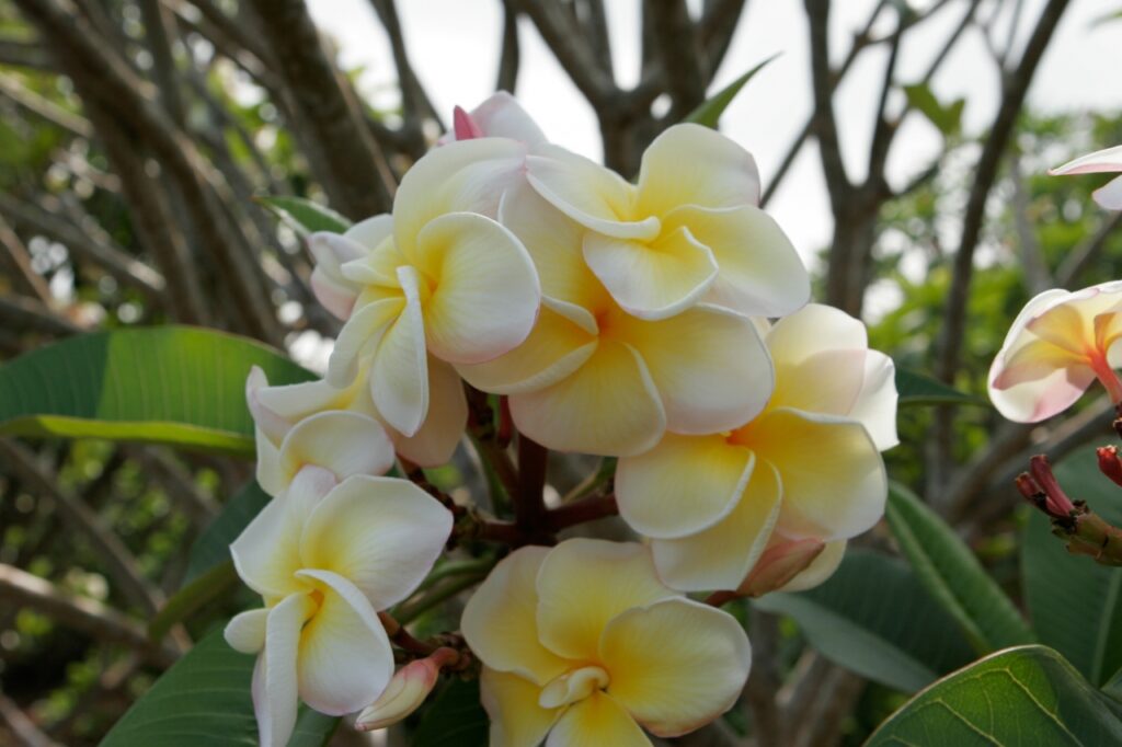 Edi Moragne plumeria photo