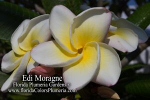 Edi Moragne plumeria photo