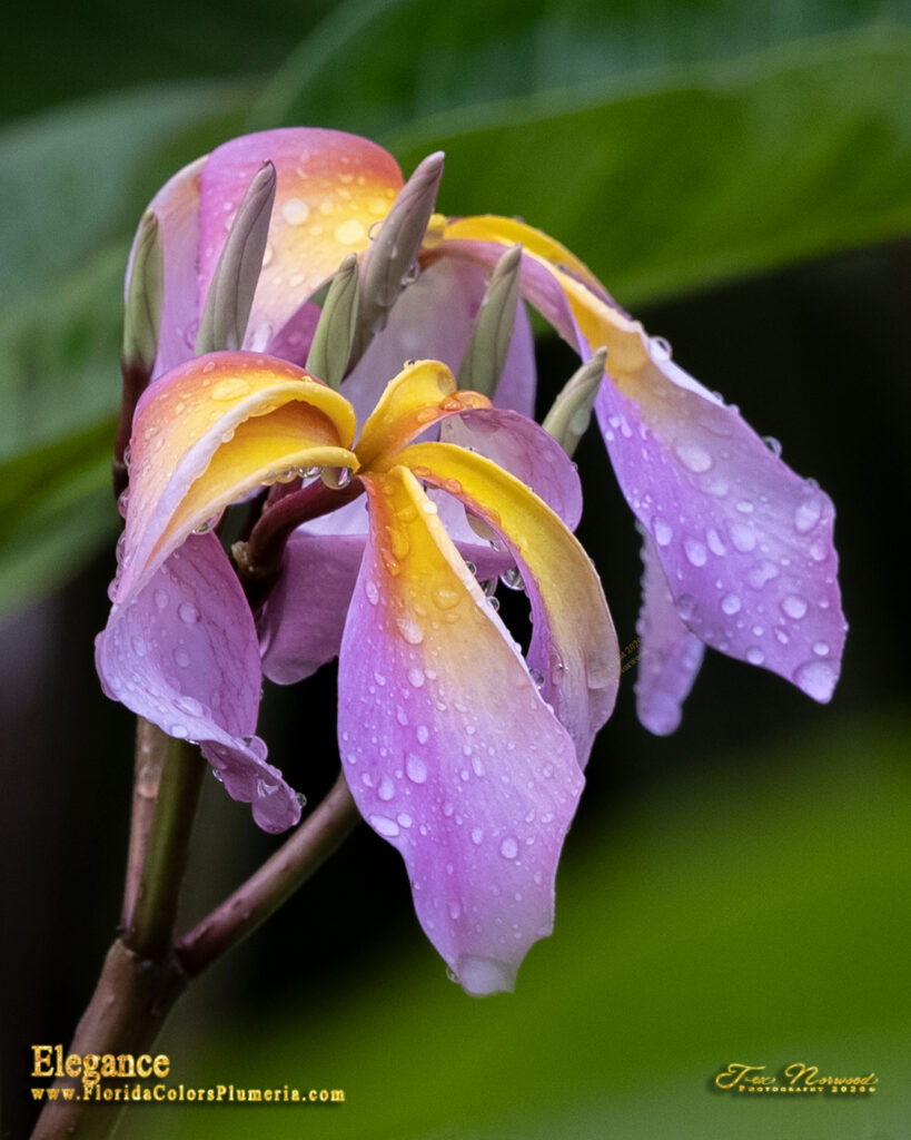 Elegance plumeria photo