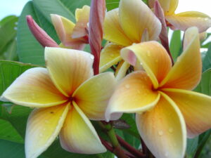 Ellen 15 plumeria photo