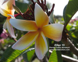 Ellen 15 plumeria photo by Tex Norwood