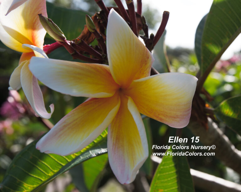 Ellen 15 plumeria photo