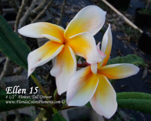 Ellen 15 plumeria photo