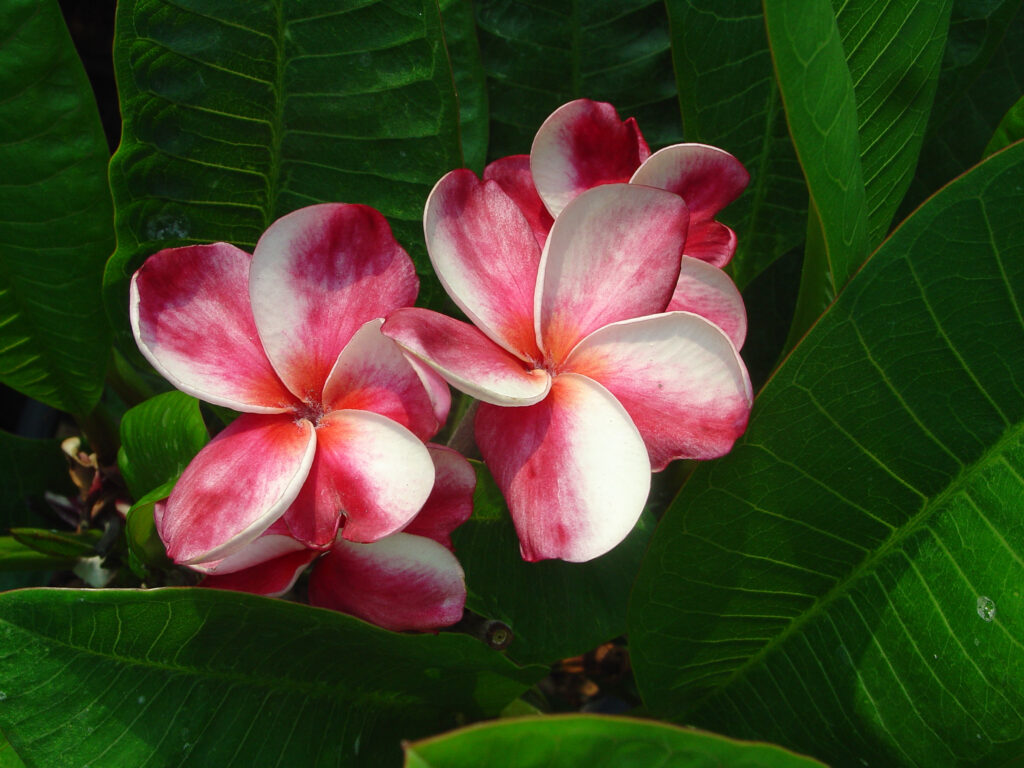 Elsie plumeria photo