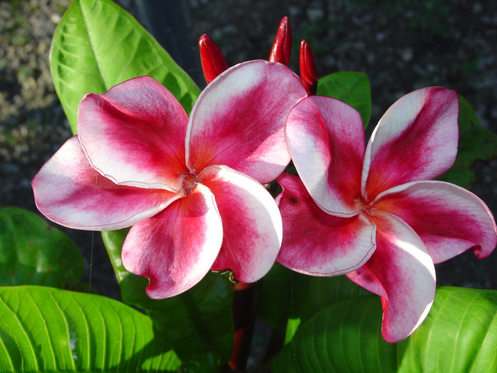 Elsie plumeria photo