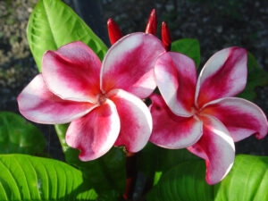 Elsie plumeria photo