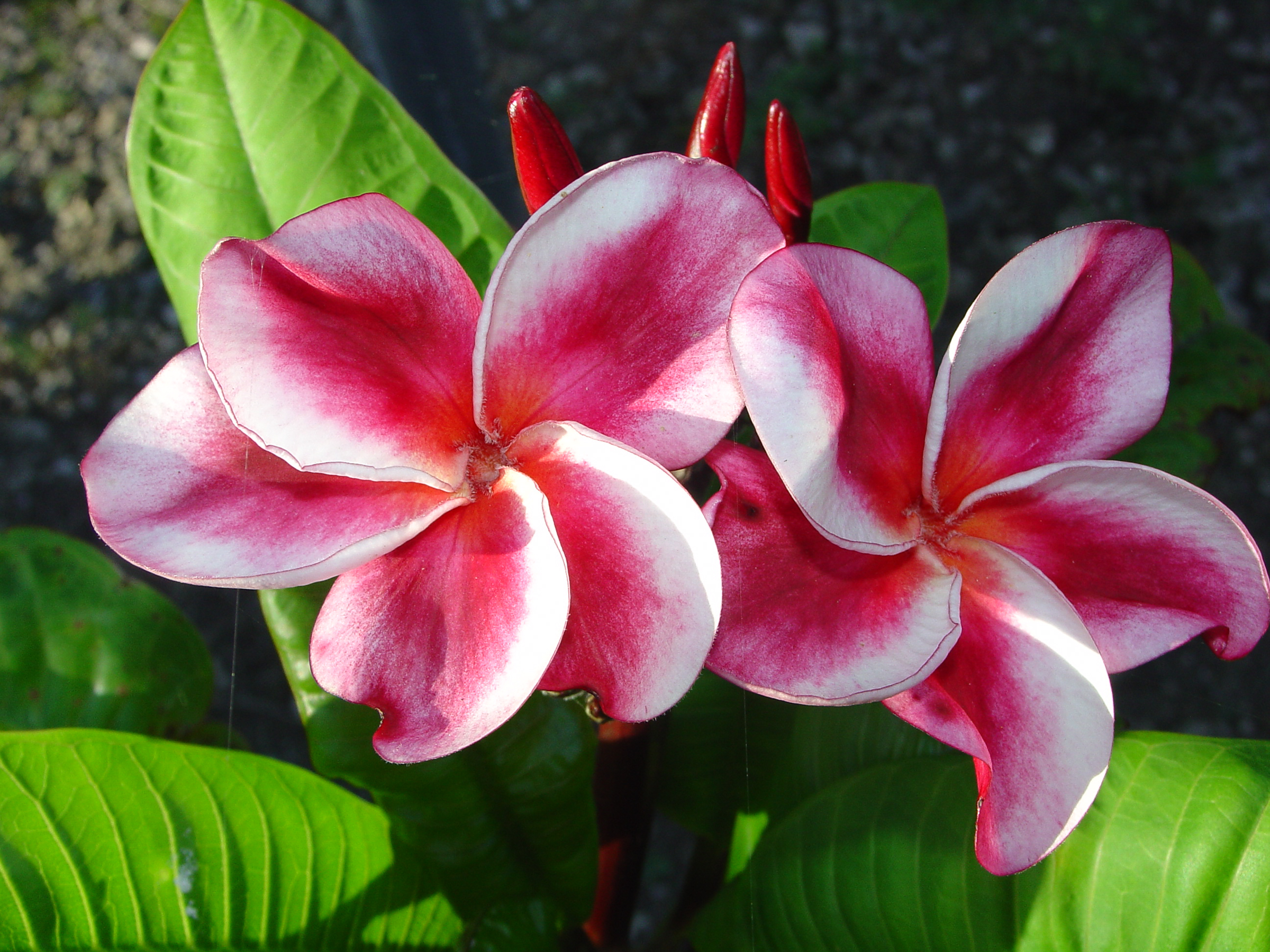 Elsie plumeria photo