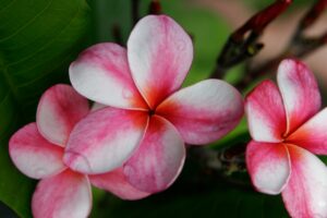 Elsie plumeria photo