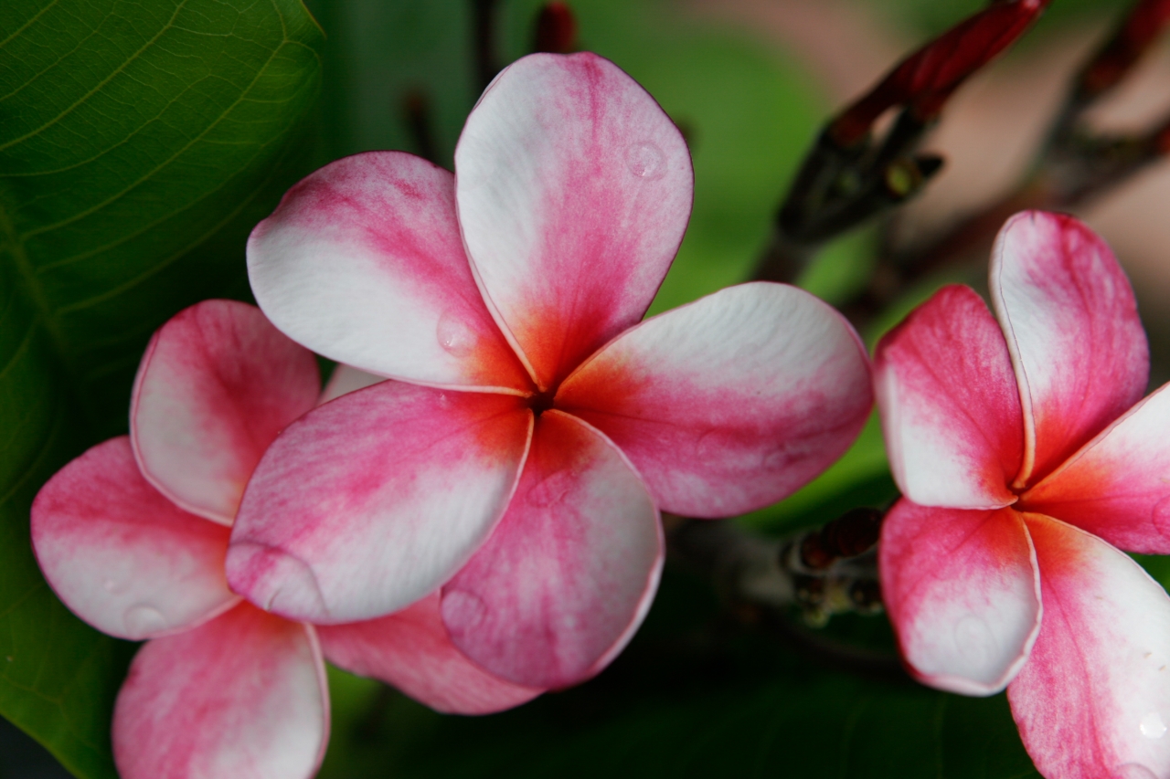 Elsie plumeria photo