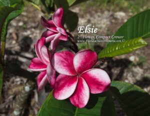 Elsie plumeria photo