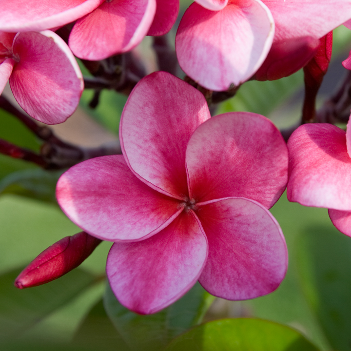 Elsie plumeria photo