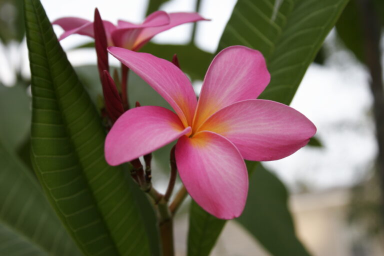 Elsie’s Pink plumeria photo