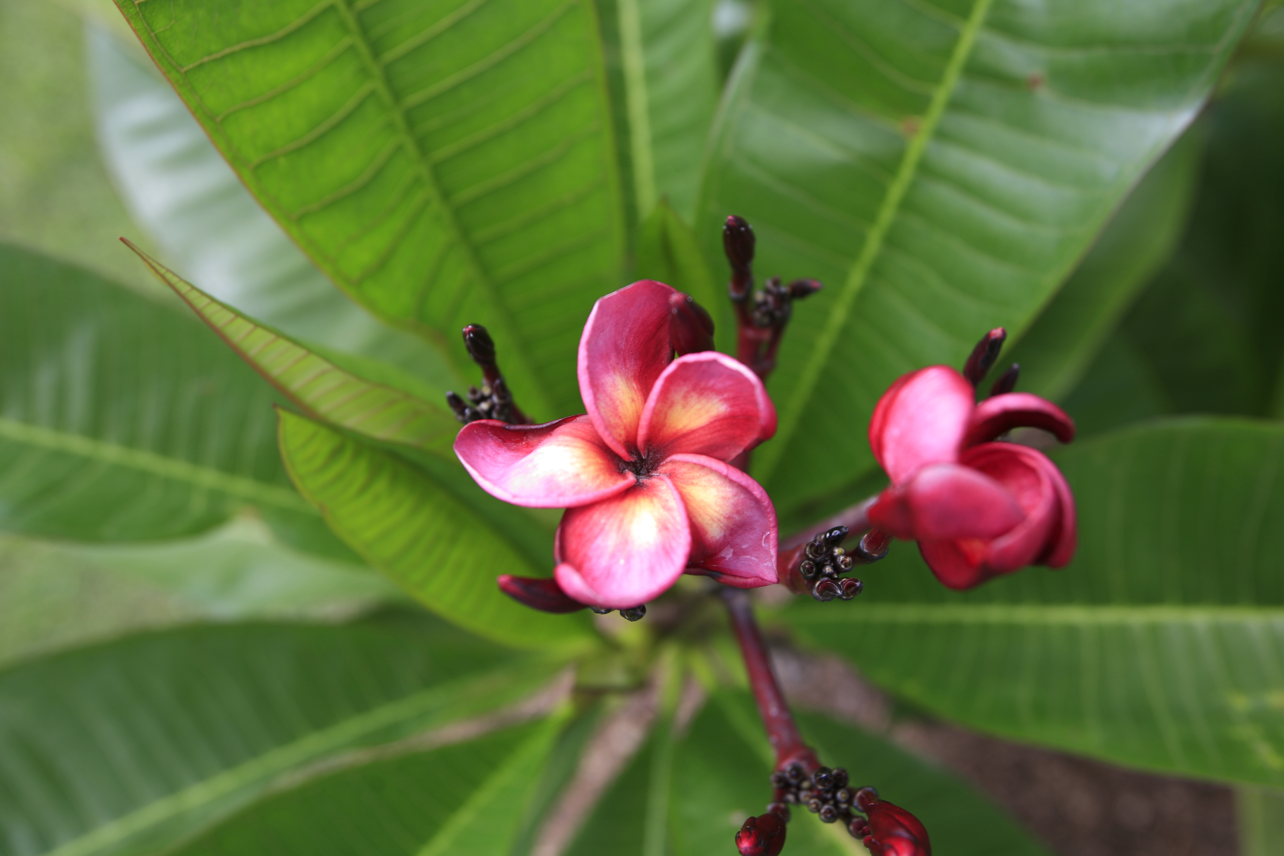 Elvis plumeria photo