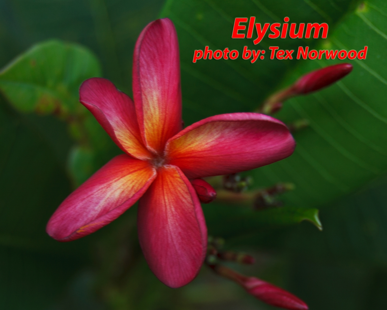 Elysium plumeria photo