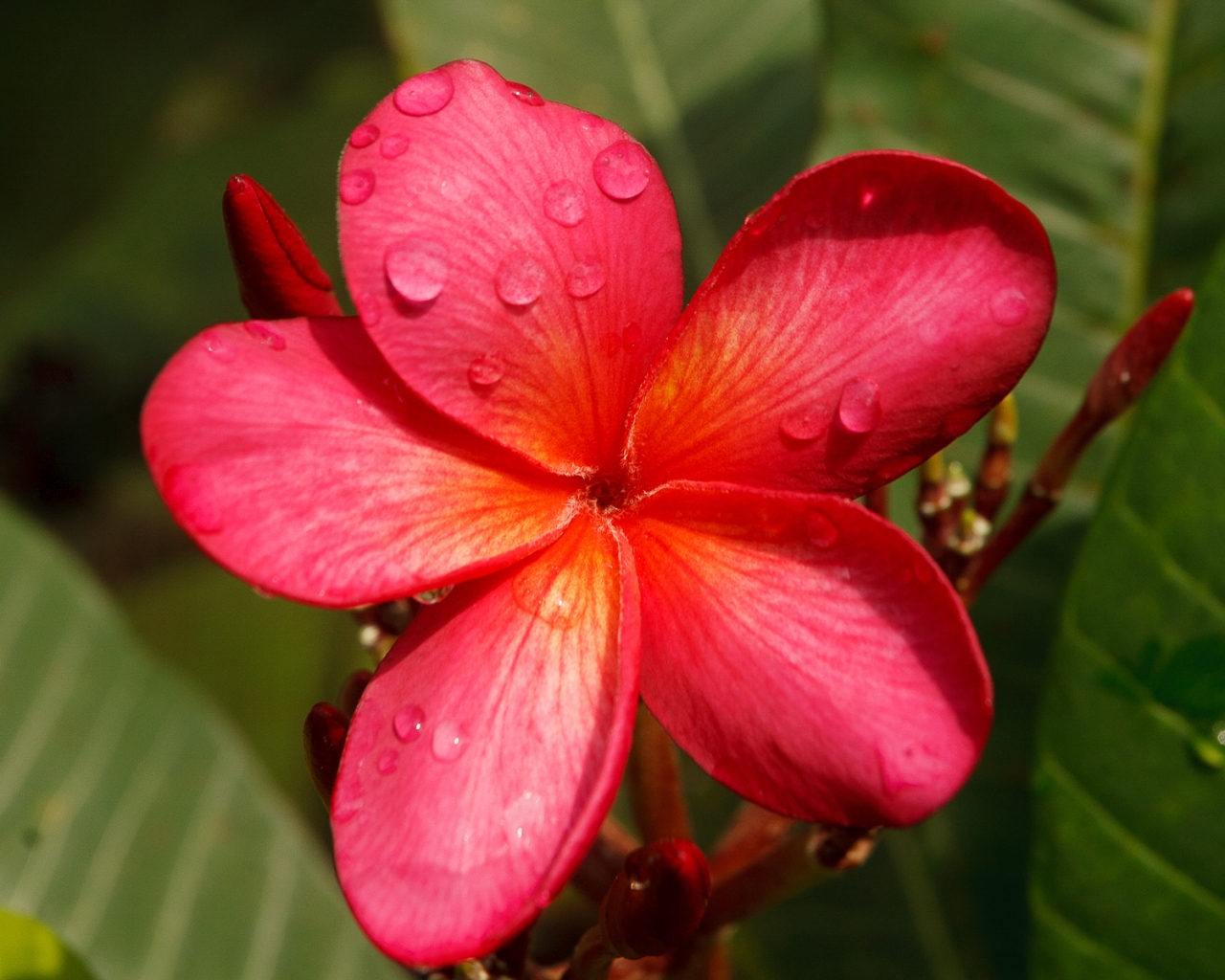 Elyslium plumeria photo