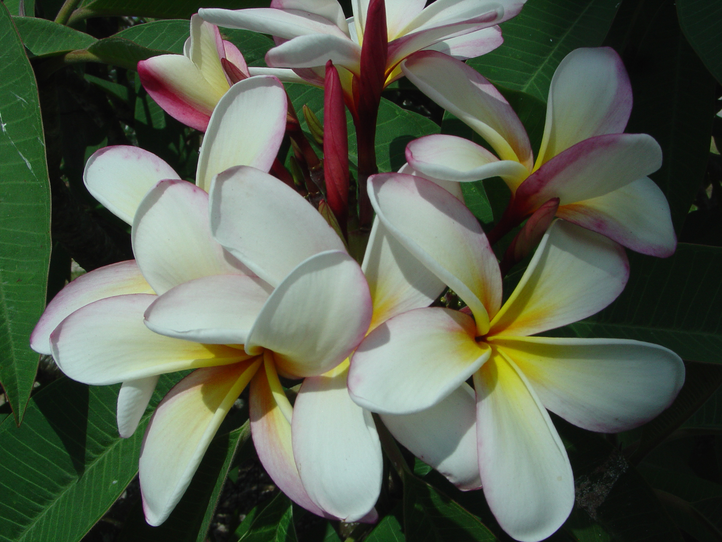 Elza plumeria photo by Tex Norwood