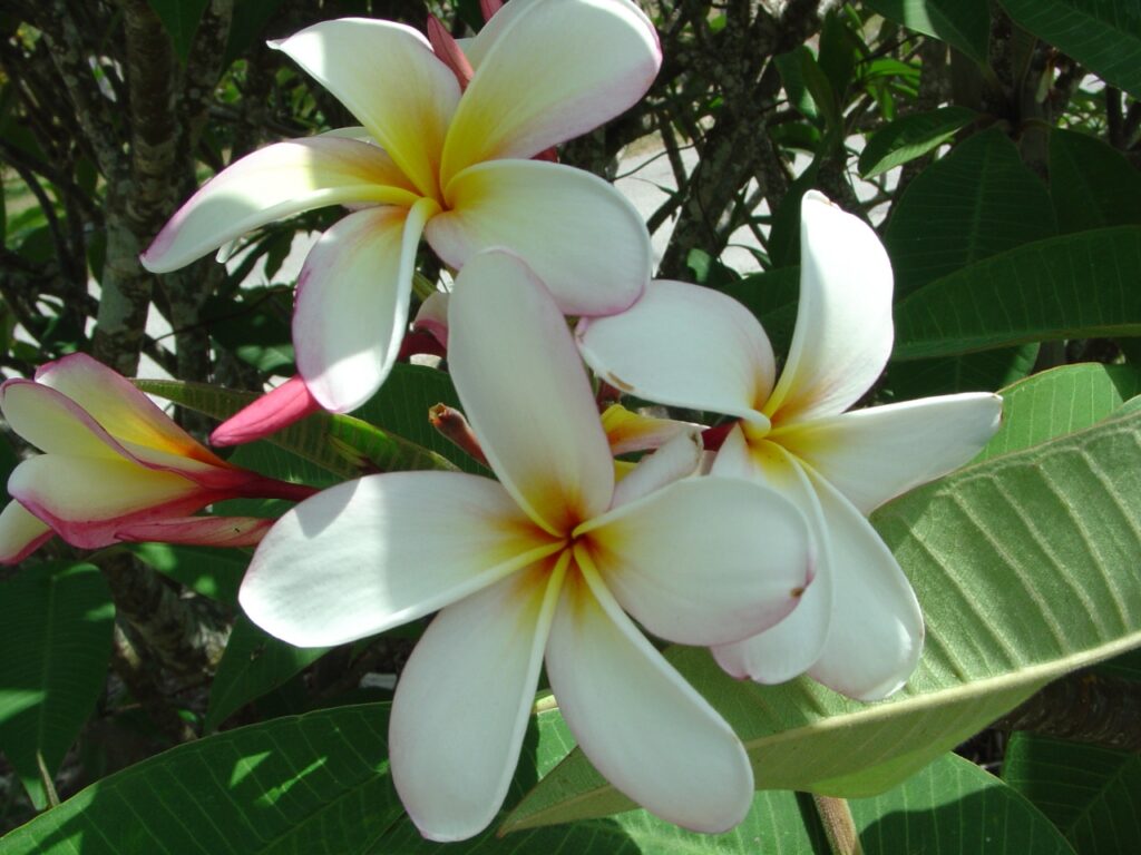 Elza plumeria photo