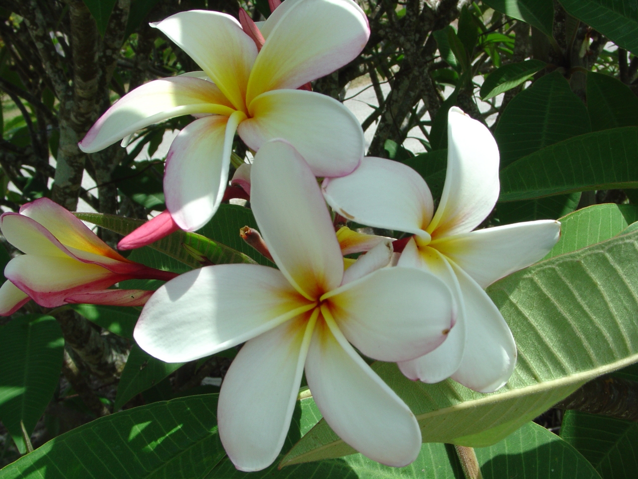 Elza plumeria photo