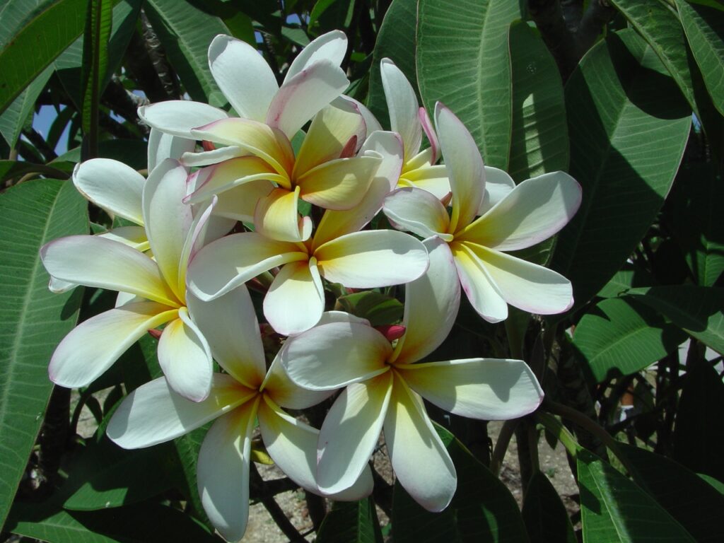 Elza plumeria photo